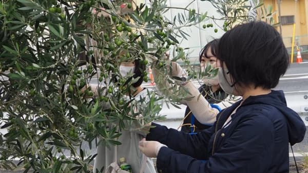 オリーブの木を害虫から護る薬剤を開発　薬学部教員の研究成果で特許を取得　城西大学