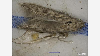 トマトキバガ　県内で確認