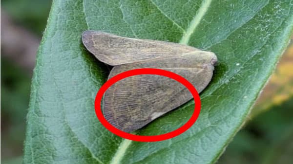 【特殊報】果樹類にチュウゴクアミガサハゴロモ　県内で初めて確認　島根県