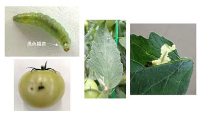 【特殊報】トマトにトマトキバガ　県内の農産物に初めて確認　愛知県