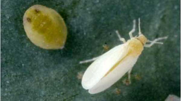 トマトに「コナジラミ類」多発のおそれ