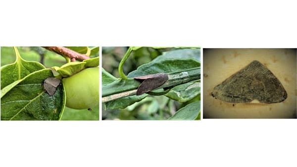 【特殊報】カンキツ、カキ、イチジクにチュウゴクアミガサハゴロモ　県内で初めて確認　福岡県
