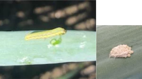 【注意報】野菜にヨトウ類　県中西部で多発のおそれ　鳥取県