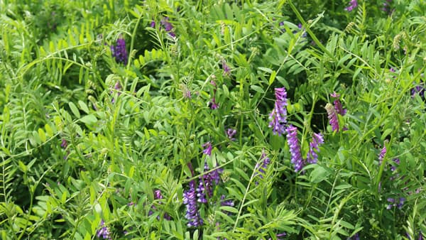 東京農工大と再生農業の手法を用いたサツマイモ栽培への取組実証を開始　サントリー