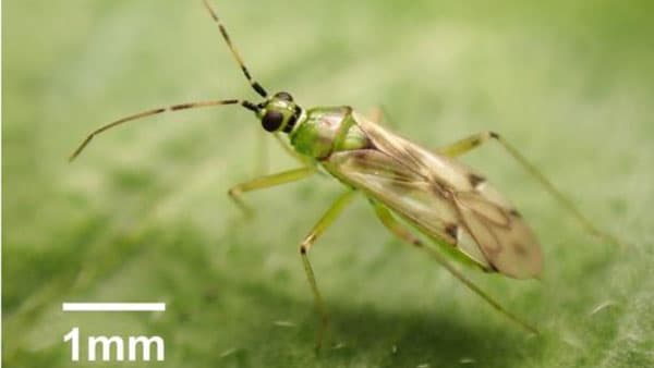 共生細菌リケッチアに感染した天敵昆虫のメスは増殖に有利　天敵昆虫の性能強化に期待