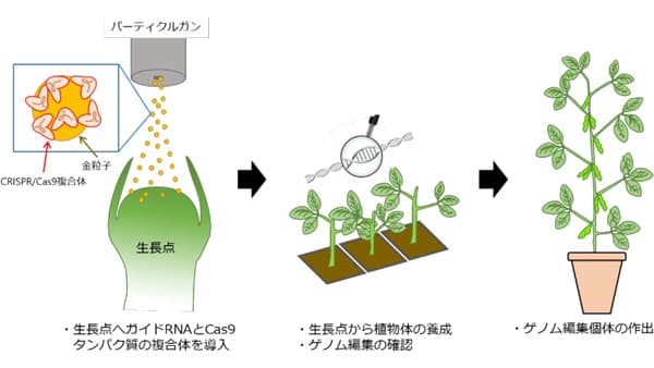 外来DNAを用いないゲノム編集　ダイズで初めて成功　北大、京大、農研機構