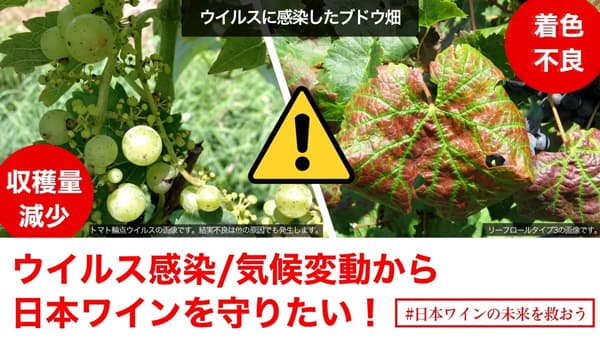 世界基準のワイン苗木の「原木園」設立へ　日本ワインブドウ栽培協会がクラウドファンディングを開始