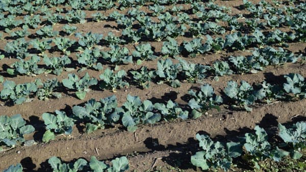 あぶらな科野菜にコナガ　早期・多飛来傾向　防除開始時期に注意