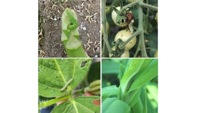 【注意報】野菜類、花き類にオオタバコガ　全県で多発のおそれ　秋田県