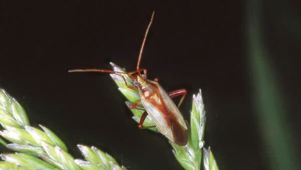 水稲に斑点米カメムシ類　県内全域で多発のおそれ