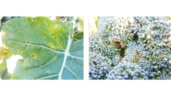 【特殊報】ブロッコリーの黒すす症状　県内で初めて確認　愛知県