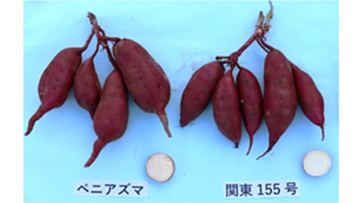 冷涼な地域でも収量がとれる　サツマイモ新品種「ゆきこまち」開発　農研機構