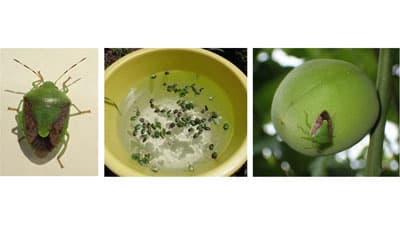 【注意報】果樹全般にカメムシ類　県内全域で多発のおそれ　大阪府