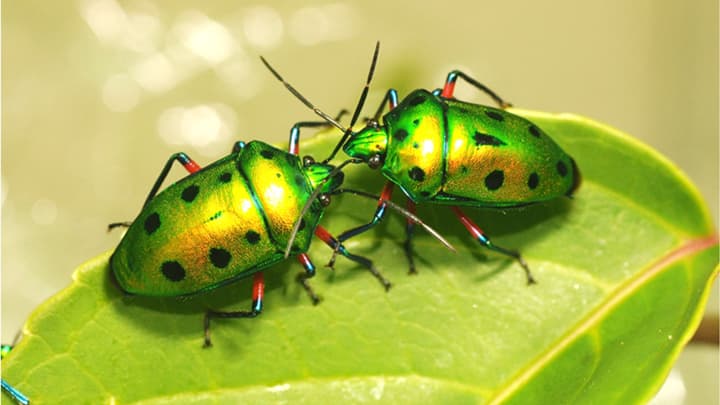 キンカメムシのユニークな求愛ダンスを発見　森林総合研究所と弘前大学