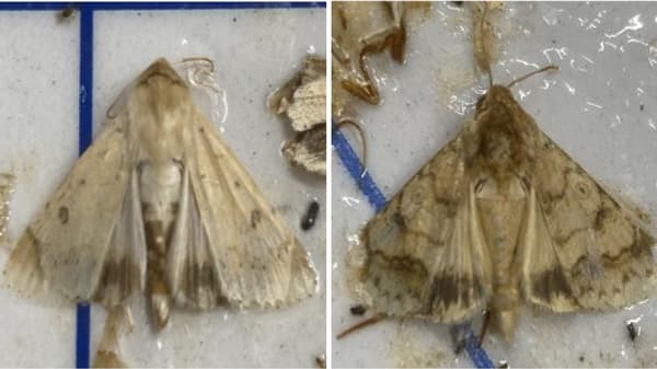 【注意報】キク、野菜、花き、果樹にタバコガ類　県下全域で多発のおそれ　富山県