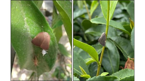 【特殊報】果樹類にチュウゴクアミガサハゴロモ　県内で初めて確認　滋賀県