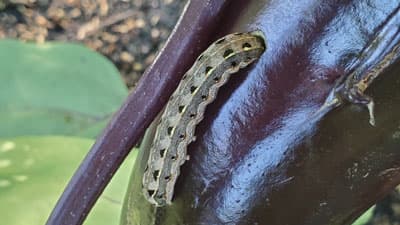 【注意報】大豆、イチゴなどにハスモンヨトウ　多発のおそれ　福岡県