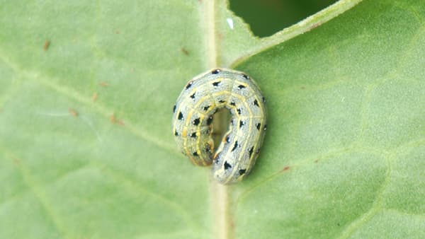 【注意報】ダイズ、野菜類等にハスモンヨトウ　県内全域で多発のおそれ　愛知県