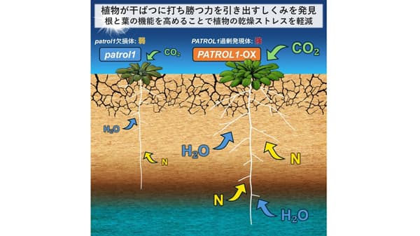 干ばつに打ち勝つ植物の力　引き出すしくみを発見　東京大学