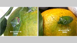 カキ、モモなどに果樹カメムシ類　県内全域で多発のおそれ