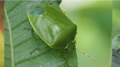 【注意報】果樹類に果樹カメムシ類　県内全域で多発のおそれ　兵庫県