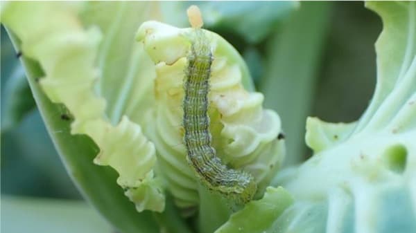 【注意報】野菜類・花き類にタバコガ類　県内全域で多発のおそれ　兵庫県