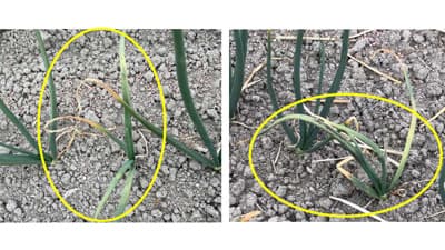 タマネギべと病　県内全域で発生