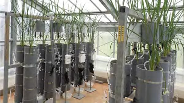 炭化物施用深度の最適化が窒素溶脱の抑制に寄与　表層施用で窒素溶脱を抑制　国際農研