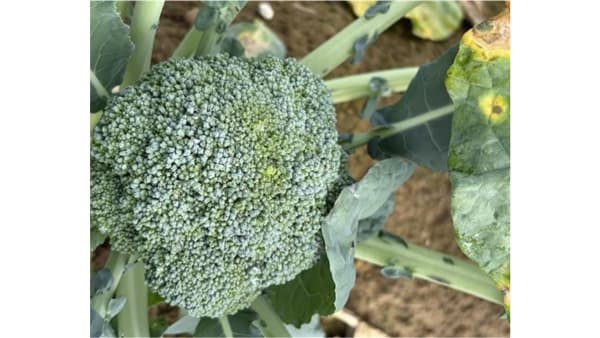 【特殊報】Alternaria brassicicolaによるブロッコリー黒すす症状　県内で初めて確認　埼玉県
