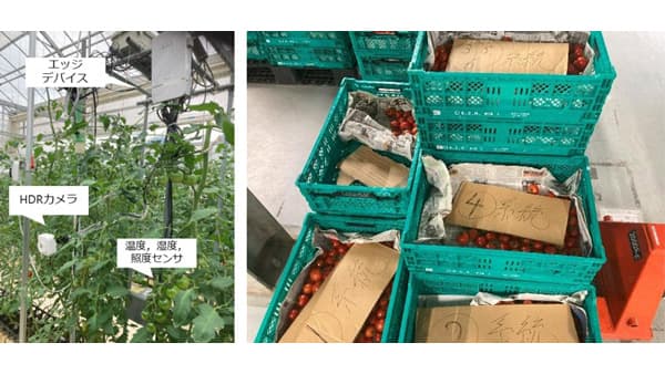 高糖度トマトを容易に栽培　エッジAI型の萎れ灌水制御に成功　静岡大学