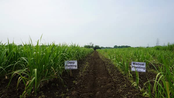 サトウキビの生産性改善　深植え栽培技術を国際農研との共同研究で開発　ヤンマーアグリ