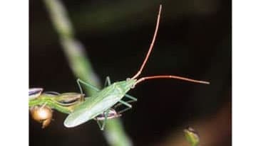 【注意報】水稲に斑点米カメムシ類　県内全域で多発のおそれ　青森県