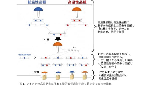 高温で発生するシイタケ菌株を選抜できるDNAマーカーを開発　森林総合研究所