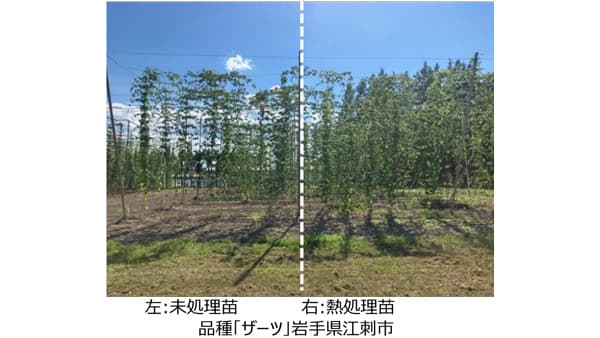 ホップ苗に高温・乾燥耐性を付与する技術を開発　気候変動に対応したビール原料供給へ　キリンHD