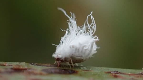さとうきびにカンシャワタアブラムシ　八重山群島で多発のおそれ