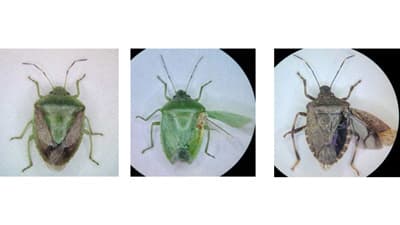 【注意報】モモ、ウメなど果樹にカメムシ類　県内全域で多発のおそれ　香川県