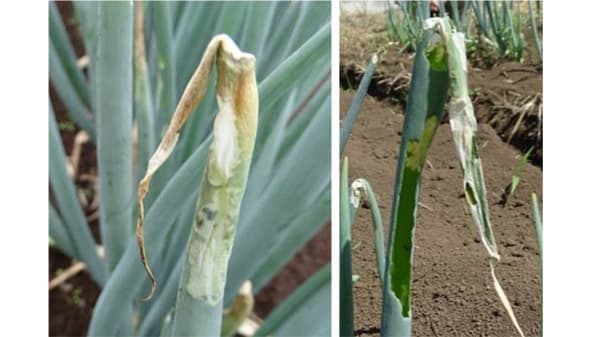 【注意報】ネギにシロイチモジヨトウ　都内全域で多発のおそれ　東京都