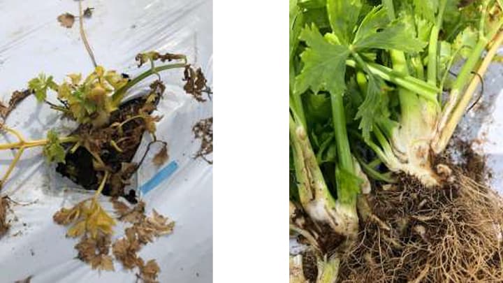 セルリー疫病　南信地域で発生を確認