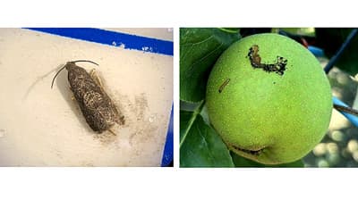 【注意報】なしにナシヒメシンクイ　県内全域で多発のおそれ　埼玉県