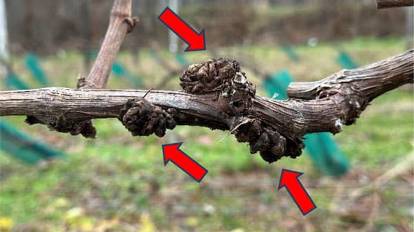 積雪地帯における「ブドウ根頭がんしゅ病」発生拡大の原因を解明　農研機構