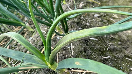 たまねぎに「べと病」県下全域で発生のおそれ