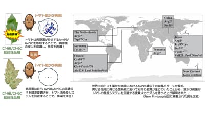 トマトの免疫システムを回避する病原菌の変異メカニズムを解明　摂南大学