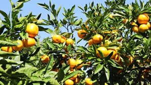 かんきつに"かいよう病"　県内全域で多発