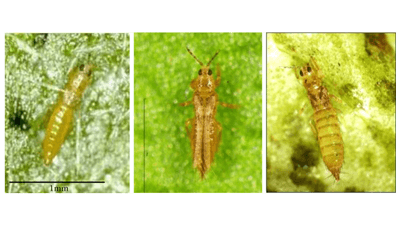 【注意報】レタスにアザミウマ類　沖縄本島で多発のおそれ　沖縄県