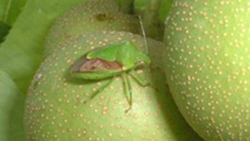 【注意報】果樹にチャバネアオカメムシが県内全域で多発　過去10年で最大　群馬県