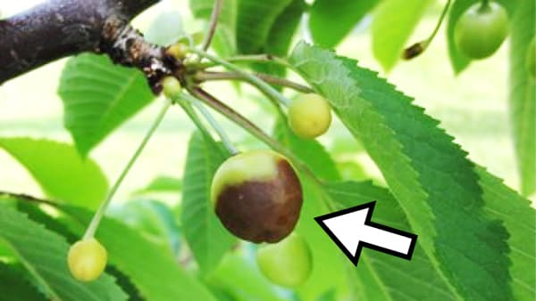 【注意報】おうとう灰星病　県下全域で多発のおそれ　山形県