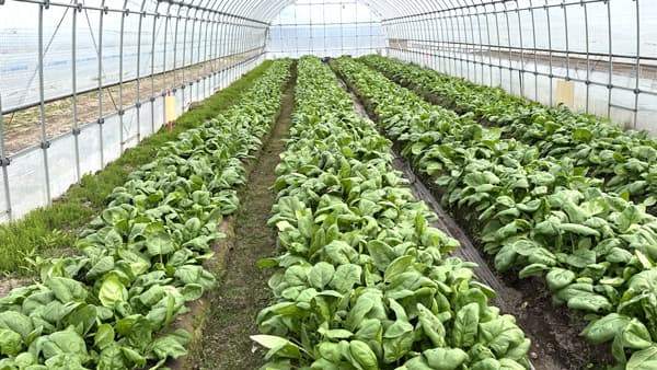 鉄触媒を活用　農業活性化プロジェクトで成果　LIFULL Agri Loop