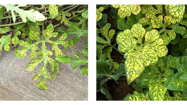 【特殊報】スイカ退緑えそ病　県内で初めて確認　和歌山県