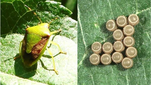 【注意報】りんごに果樹カメムシ類　県下全域で多発のおそれ　岩手県