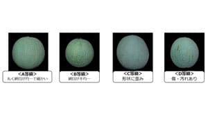メロンの網目の品質を認識　等級判定AIの研究開発に成功　静岡大学